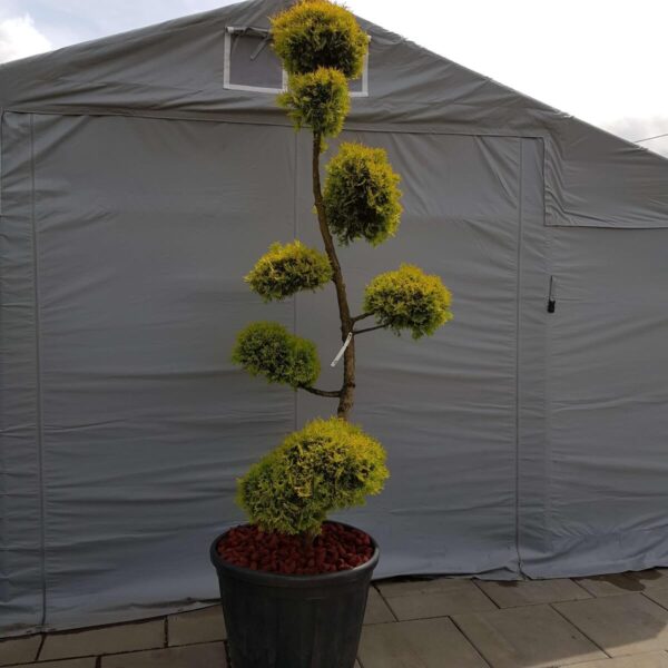 Ozdobne Bonsai