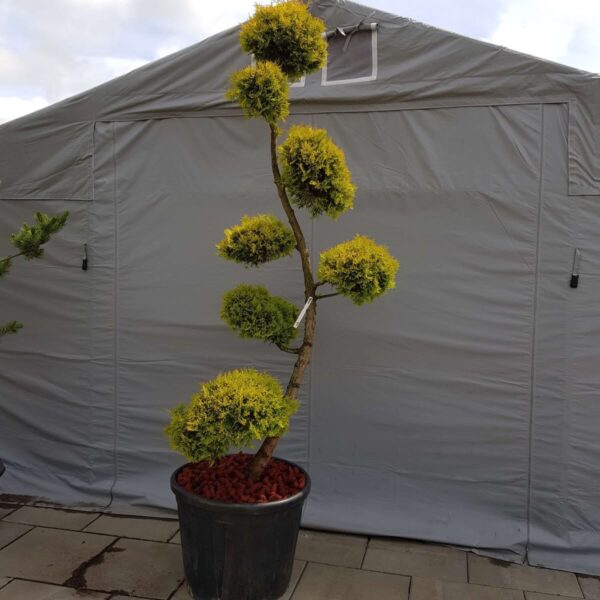 Roślina Bonsai