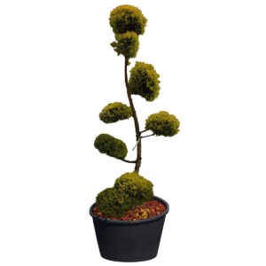 Bonsai do ogrodu