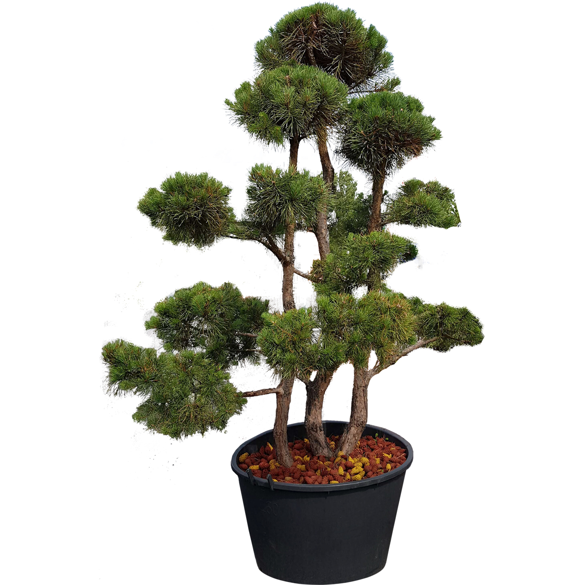 Bogate Bonsai