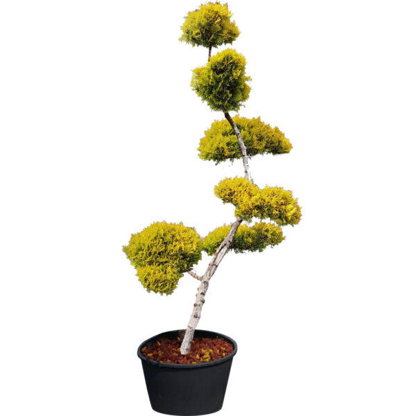 Wyjątkowe Bonsai