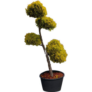 Piękne drzewko Bonsai