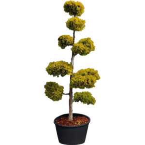 Roślina ozdobna Bonsai