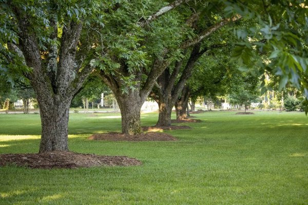 Piękne ogrody z drzewami liściastymi i iglastymi – praktyczne porady