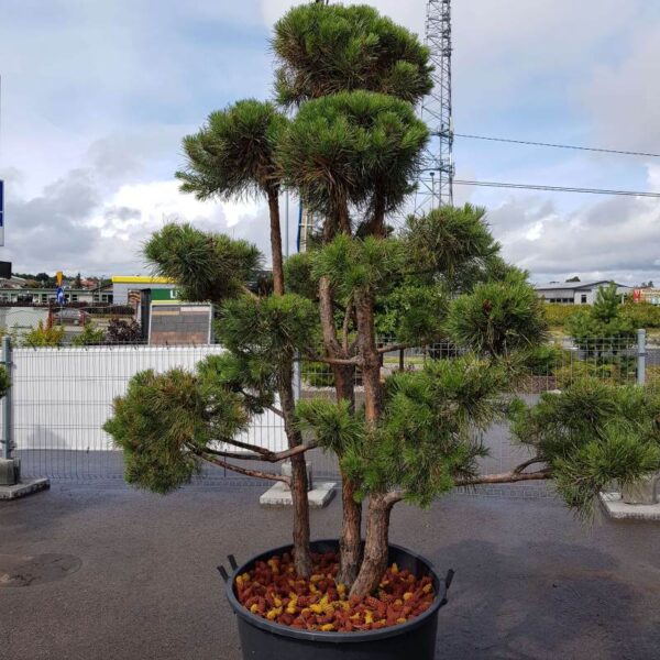 Bonsai