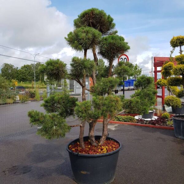 Rośliny ozdobne bonsai