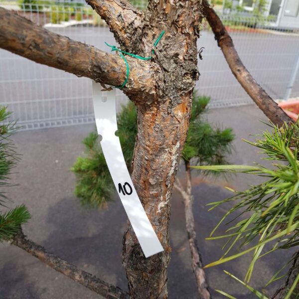 Ozdobne bonsai