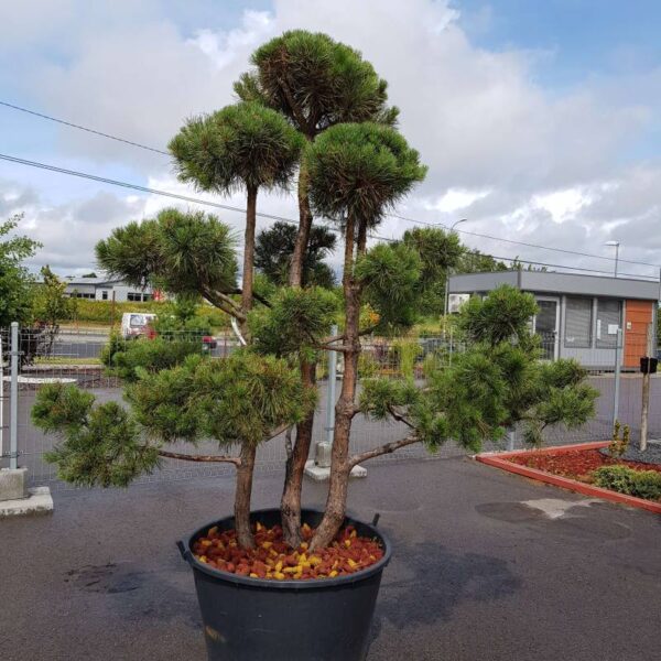 Bonsai w donicy