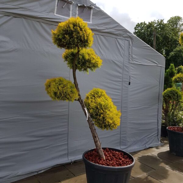 Bonsai w donicy