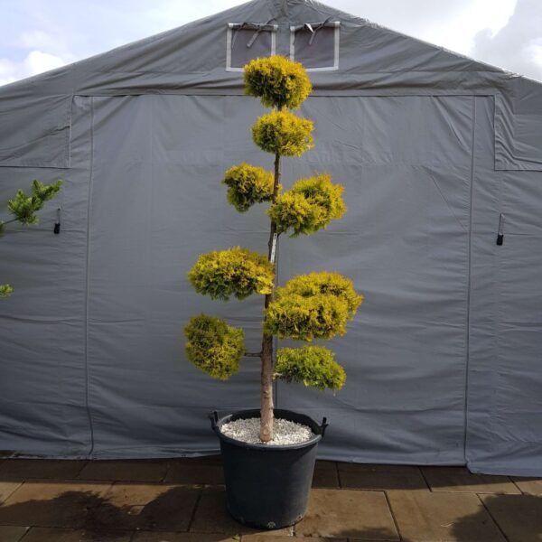 Drzewo bonsai