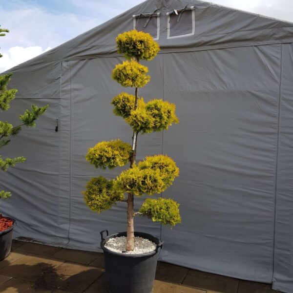 Drzewo bonsai
