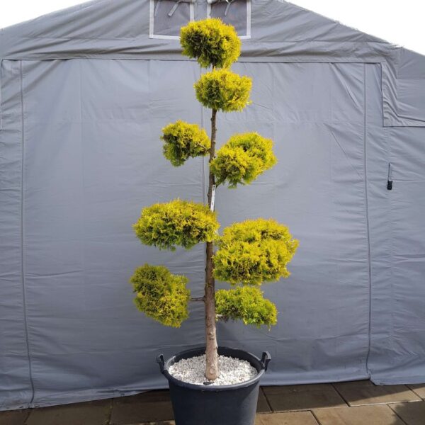 Drzewo bonsai na tle namiotu